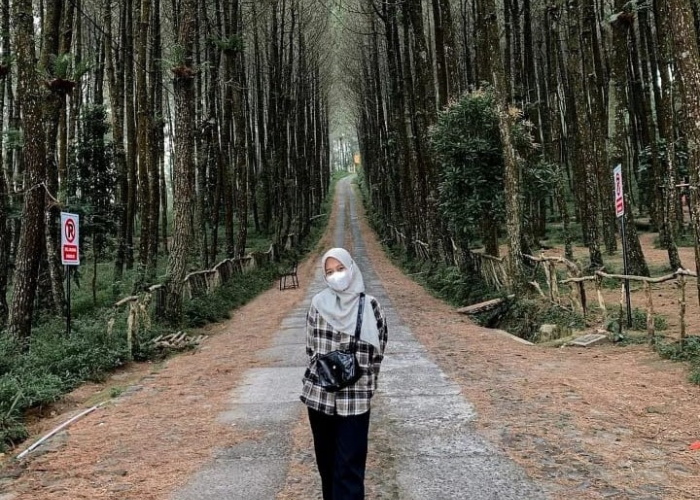 Gak Usah Bingung Cari Wisata Instagramable, Coba Datang Ke Hutan Pinus Kragilan, Dijamin Bikin Balik Lagi!