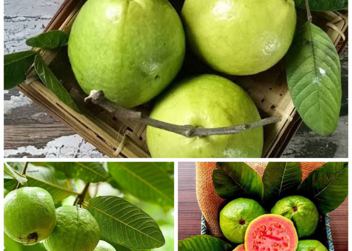 Manfaat Jambu Biji bagi Kesehatan Tubuh: Buah Tropis Kaya Nutrisi yang Wajib Dikonsumsi Sehari-Hari!