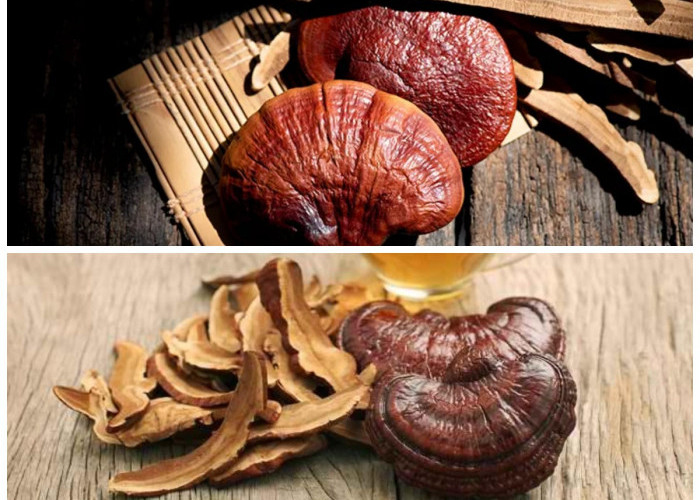 Rahasia Jamur Ganoderma: Bantu Atasi Stres dan Tidur Lebih Nyenyak Secara Alami