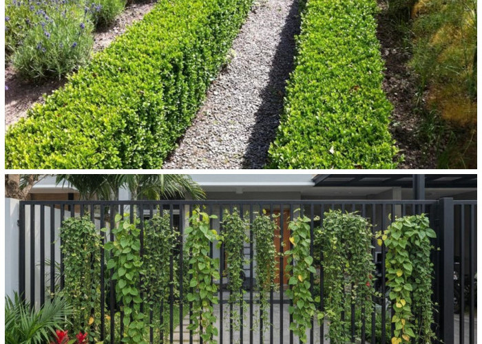 Pilihan Tanaman Hias Pagar Rumah yang Indah, Tahan Cuaca, dan Minim Perawatan