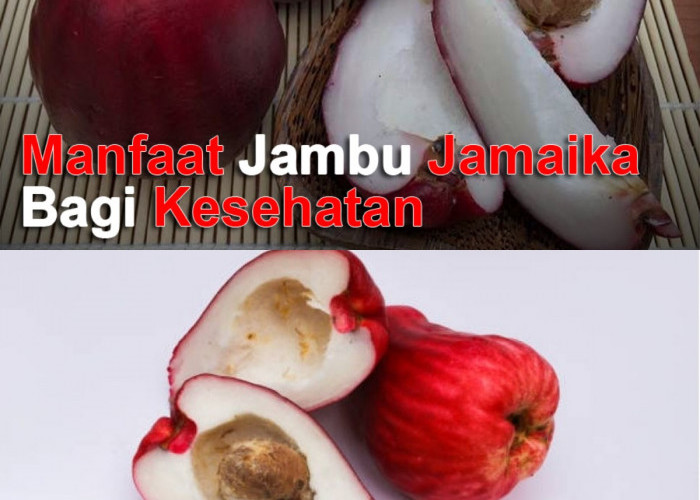 Siap Mendapatkan Manfaat Luar Biasa? Coba Jambu Jamaika Sekarang Juga!