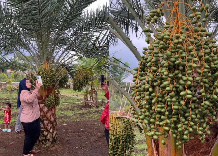 Viral di Medsos Pohon Kurma Berbuah Lebat di Pagar Alam, Pemilik Ungkap Potensi Bisnis yang Menjanjikan