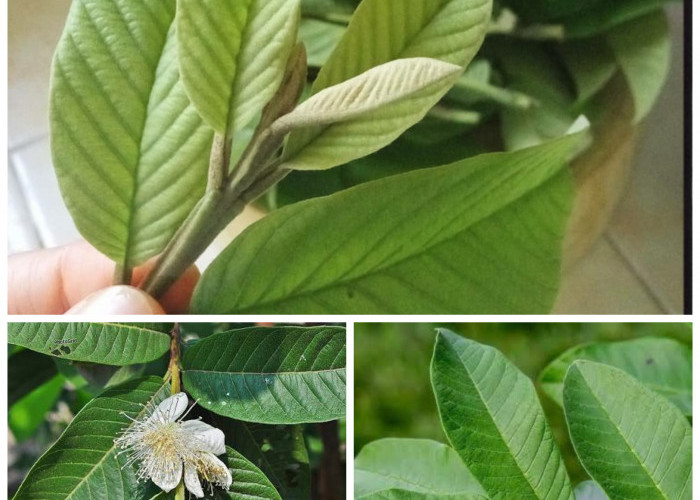 Manfaat Daun Jambu Biji bagi Kesehatan Tubuh: Kandungan, Khasiat, dan Cara Mengolahnya!