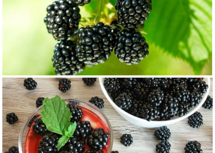 Jarang Dilirik, Buah Hitam Ini Ternyata Punya Segudang Manfaat untuk Kesehatan Tubuh!