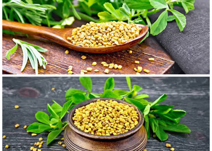 Khasiat Biji Fenugreek untuk Tubuh: Rahasia Alami Menjaga Pencernaan dan Stabilkan Gula Darah