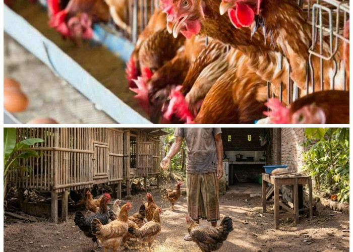 Lahan Terbatas Bukan Halangan! 9 Ide Usaha Ternak Menguntungkan untuk Rumah Minimalis