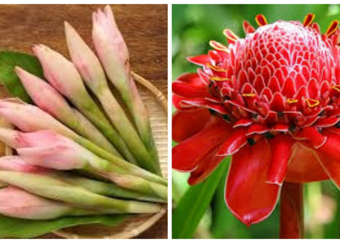 6 Kegunaan Kecombrang untuk Kesehatan serta Teknik Memilih dan Mengolahnya