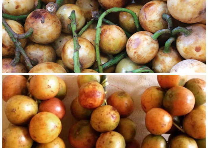 Buah Menteng: Si Kecil Rasa Asam Manis dengan Manfaat Besar untuk Kesehatan