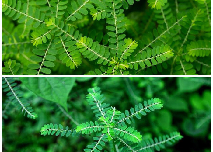 Khasiat Daun Meniran untuk Menjaga Daya Tahan dan Kesehatan Tubuh Secara Alami!