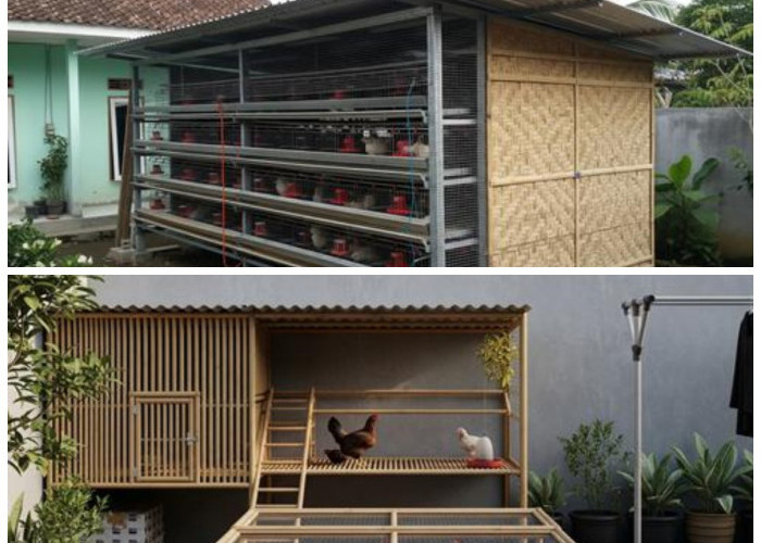Inspirasi Kandang Ayam Pedaging Minimalis yang Praktis untuk Area Belakang Rumah