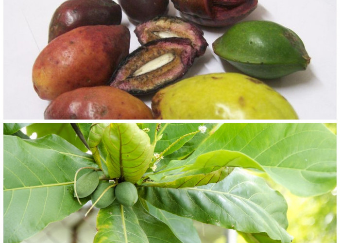 Manfaat Ketapang bagi Kesehatan: Nutrisi Alami dari Buah Tropis yang Menyegarkan