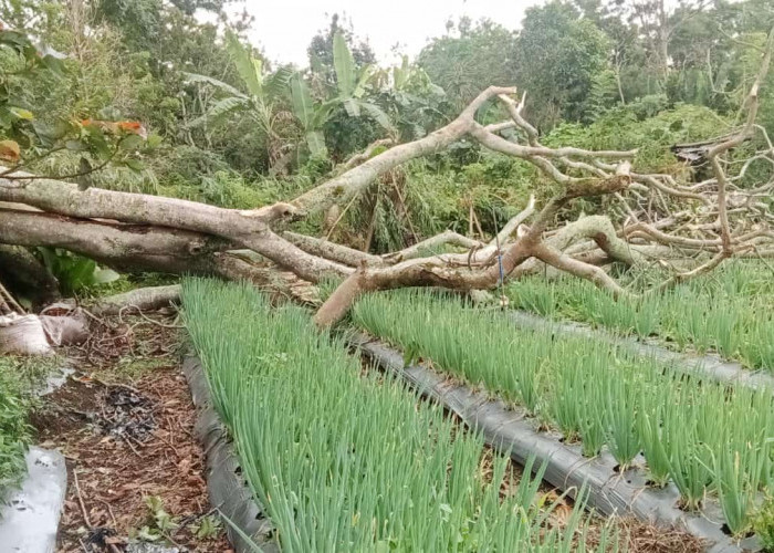 Cuaca Ekstrem, Warga Diminta Waspadai Pohon Rawan Tumbang