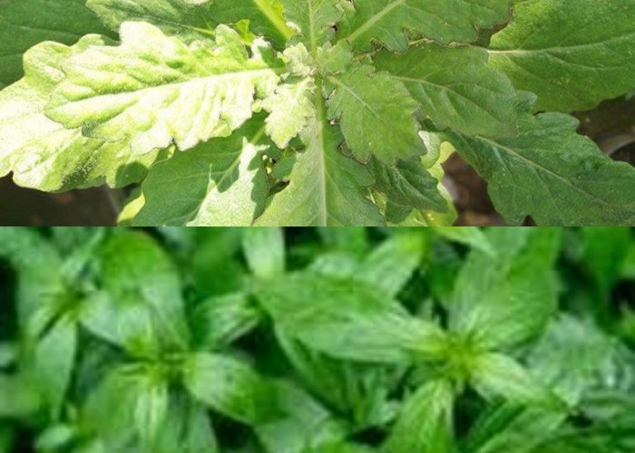  Jarang Diketahui, Ini 5 Manfaat Daun Dewa bagi Kesehatan!