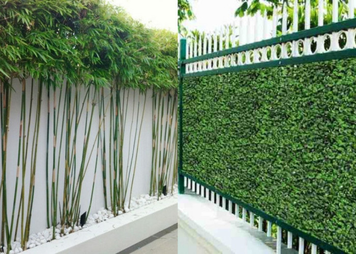 Inspirasi Tanaman Pagar Rumah yang Rindang dan Estetik, Cocok untuk Semua Gaya!