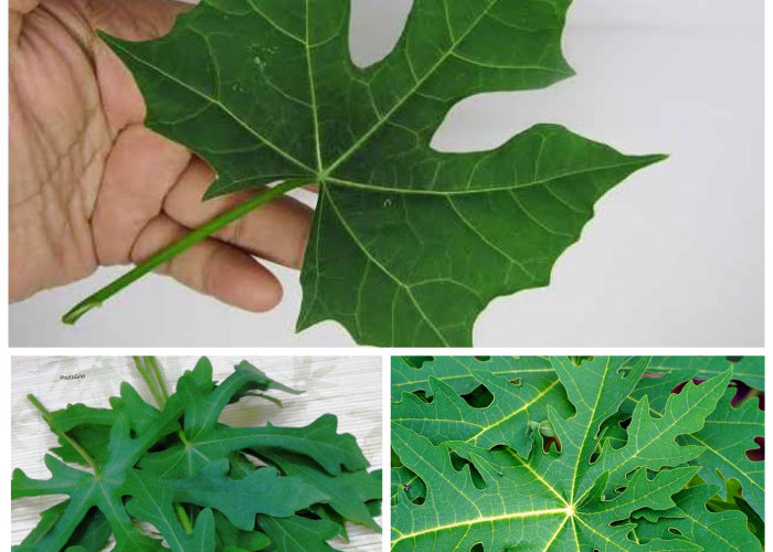 Mengetahui 4 Manfaat Daun Gedi bagi Kesehatan: Sayur Tradisional yang Kaya Khasiat!