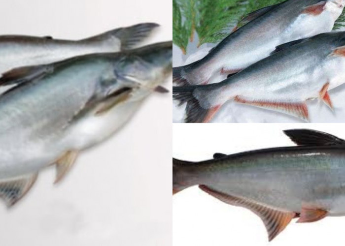Ikan Patin: Yuk Intip Kandungan Dan Manfaat Yang Luar Biasa Untuk Kesehatan Tubuh Kalian