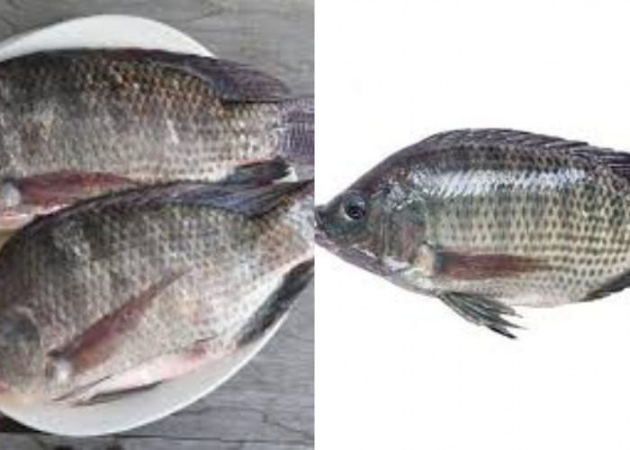  Mencegah Anemia Teryata Ini Guys Manfaat Dari Ikan Mujair Untuk Kesehatan!