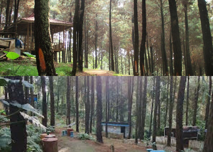 Bingung Nikmati Libur imlek Kemana? Wana Wisata Bukit Pinus Wonosalam Solusinya!