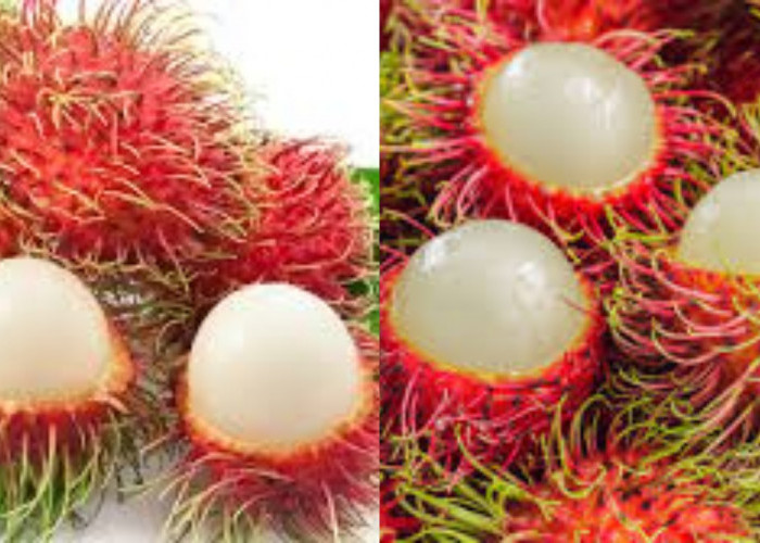 Beragam Manfaat Rambutan Untuk Kesehatan Ibu Hamil Yang Luar Biasa!