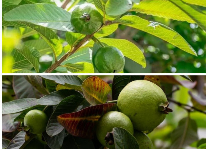 Mengenal Beragam Manfaat Daun Jambu Biji untuk Kesehatan