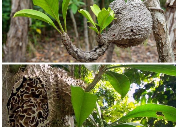 7 Manfaat Sarang Semut untuk Kesehatan: Herbal Tradisional dengan Khasiat Luar Biasa!