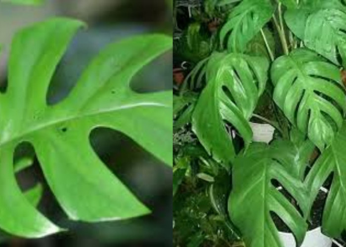 Berbagai Manfaat Daun Ekor Naga Untuk Kesehatan Tubuh Yang Jarang Diketahui!
