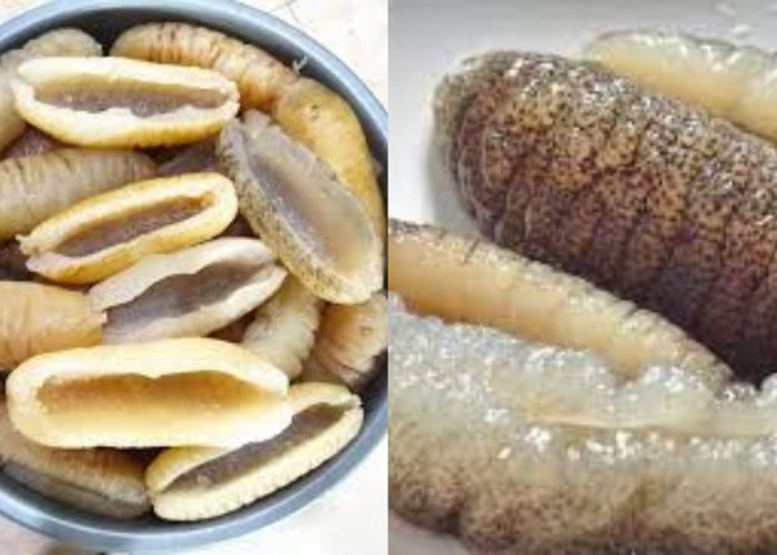 Yuk Ketahui! Inilah Kandungan Nutrisi Dan Manfaat Teripang Untuk Kesehatan 