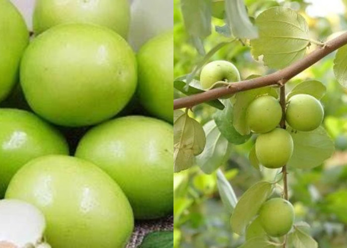 Menenangkan Pikiran Dan Mengatasi Stres Teryata Ini Guys Manfaat Buah Bidara Untuk Kesehatan! 