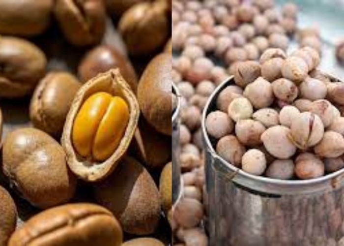  Yuk Ketahui! Inilah Kandungan Dan Manfaat Kacang Bogor Untuk Kesehatan