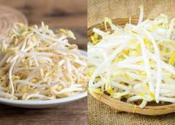 Selain untuk Kesuburan, Ini 9 Manfaat Toge Untuk Kesehatan Yang Jarang Diketahui!