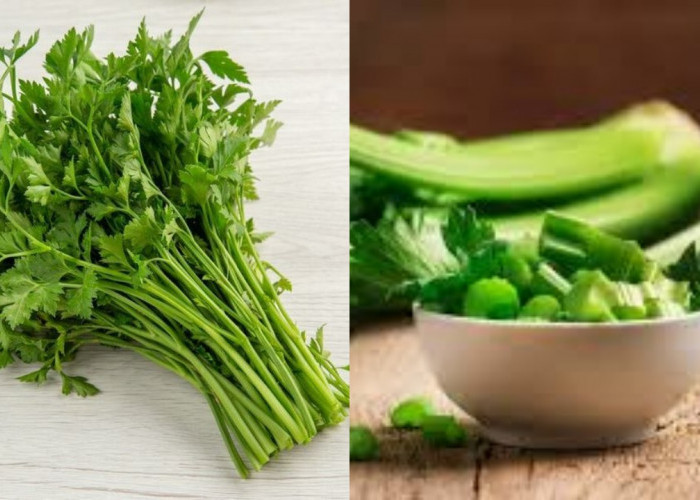 Mengungkap Sebuah Manfaat Dari Daun Seledri untuk Ginjal!