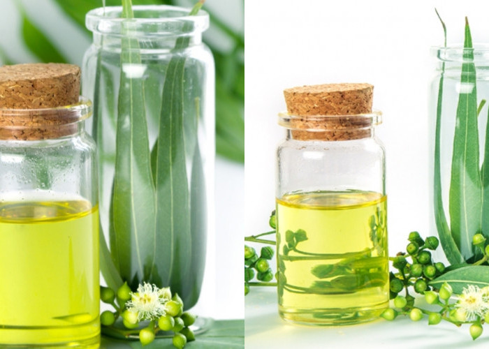 jarang Diketahui Inilah Manfaat Minyak Kayu Putih Bagi Kesehatan Yang Luar Biasa! 