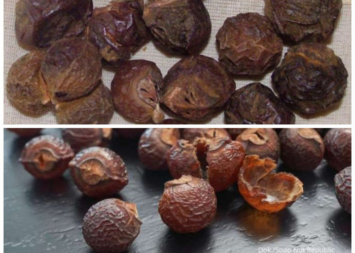 Tak Hanya untuk Mencuci, Buah Lerak Juga Ampuh Merawat Kulit dan Rambut Secara Alami!