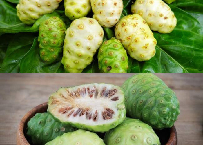 Buah Mengkudu: Si Buah Ajaib yang Menyimpan Segudang Manfaat untuk Kesehatan Tubuh Anda
