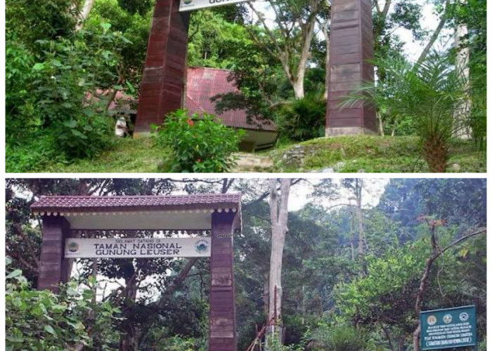 Taman Nasional Gunung Leuser, Surga Alam Sumatra yang Menyimpan Sejarah, Satwa Langka, dan Destinasi Wisata!