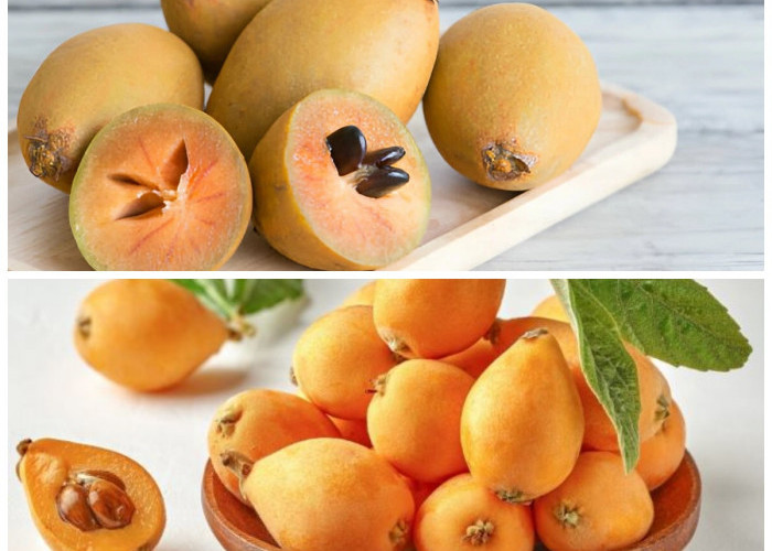 Rahasia Kesehatan Buah Loquat: Kandungan Nutrisi dan Manfaatnya bagi Tubuh