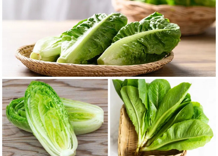 Manfaat Selada Romaine bagi Kesehatan Tubuh: Sayuran Renyah dengan Segudang Khasiat!