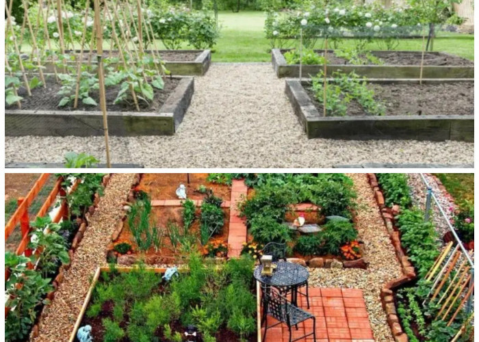 Lahan Terbatas Bukan Halangan! 8 Ide Kebun Sayur di Paving yang Subur dan Minim Kotor