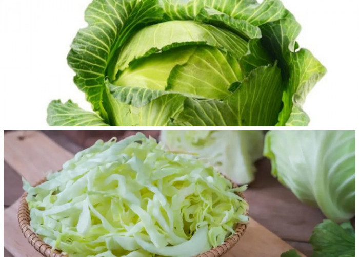 Manfaat Sayur Kol yang Wajib Kamu Tahu: Dari Penunjang Pencernaan hingga Pereda Peradangan