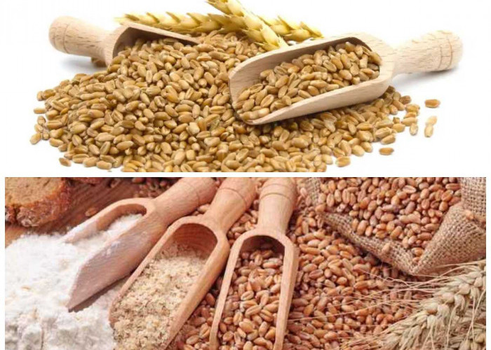 Gandum Utuh, Sahabat Diet Sehat: Tinggi Serat dan Penuh Manfaat untuk Tubuh!