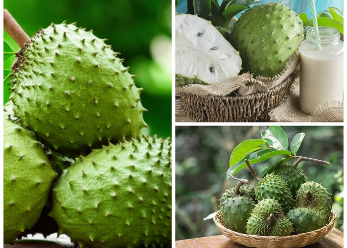 Manfaat Buah Sirsak bagi Kesehatan Tubuh: Rahasia Alami untuk Imun Kuat, Cegah Kanker, dan Jaga Pencernaan!