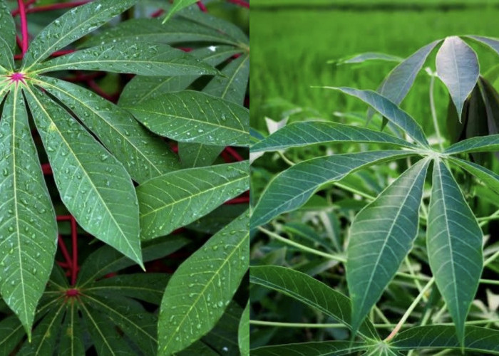 Jarang Diketahui, Ini Manfaat Daun Singkong bagi Tubuh