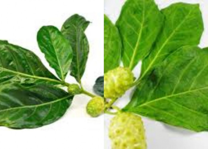 Inilah 8 Manfaat Daun Mengkudu Untuk Kesehatan Yang Luar Biasa!