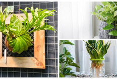5 Tanaman Hias Tanpa Tanah yang Unik dan Estetik: Solusi Segar untuk Mempercantik Rumah