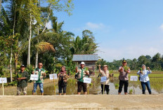 Dukung Ketahanan Pangan Nasional, Polres Pagar Alam Tanam Padi Serentak di Dempo Tengah