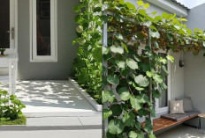 Teras Cantik Bernuansa Alam, Inspirasi Tanaman Buah Merambat di Dinding Rumah!