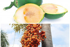 Jarang Disorot, Ini 5 Keunggulan Buah Pinang yang Kaya Manfaat untuk Kesehatan