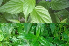 Banyak Belum Diketahui  Manfaat Daun Dandang Gendis untuk Kesehatan!