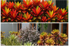 Anti Layu! 5 Tanaman Hias Outdoor Tahan Panas yang Bikin Teras Sejuk Meski Cuaca Ekstrem