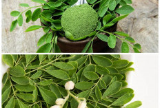 Khasiat Daun Kelor untuk Kesehatan: Rahasia Alami Menjaga Tubuh Tetap Prima